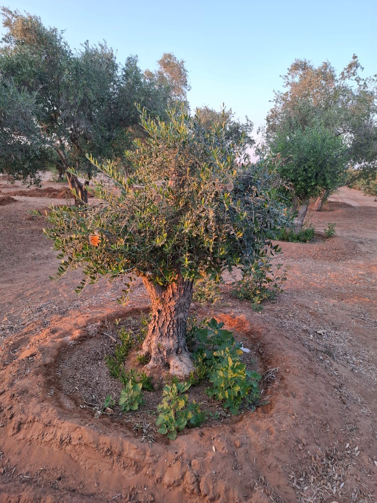 يوجد الدنيا زيتون بجميع أنواعها كبار وسط سغار حياك