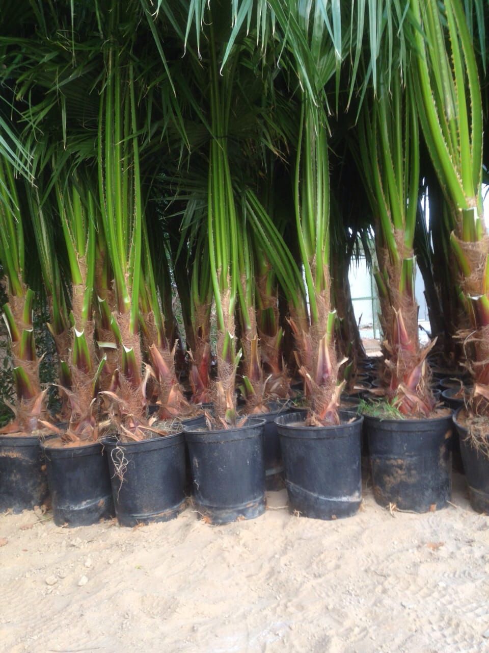 نخل للبيع بجميع انواعه وكافت مقاساته المختلفة وقسم