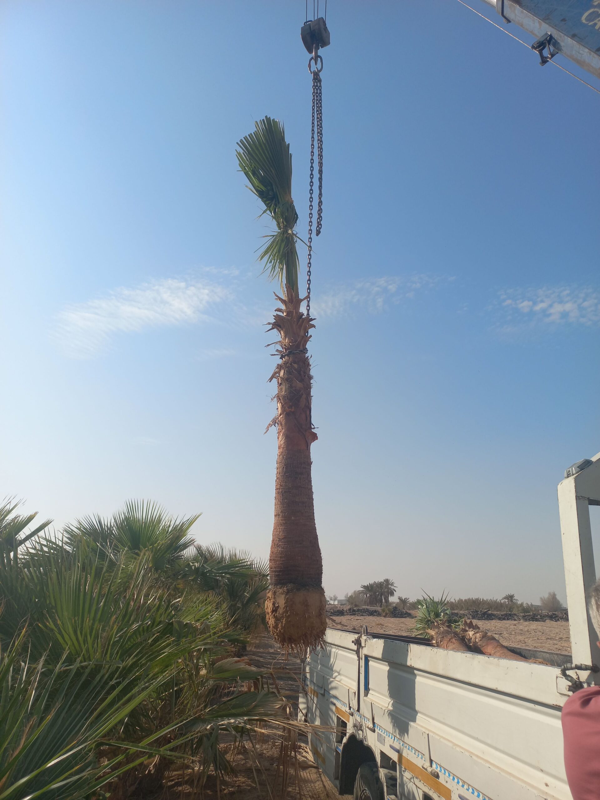 نخل واشنطن زينه أمريكي للبيع 0537883348