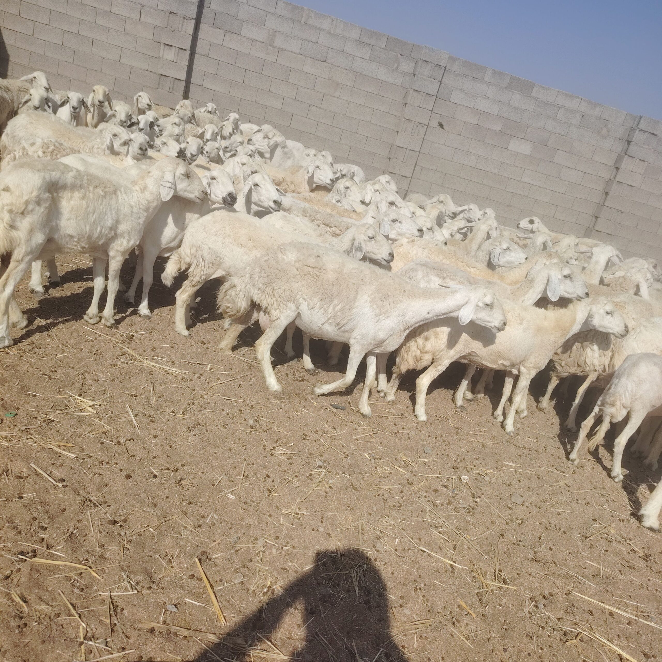 غنم للبيع حريات مقنوي حرش