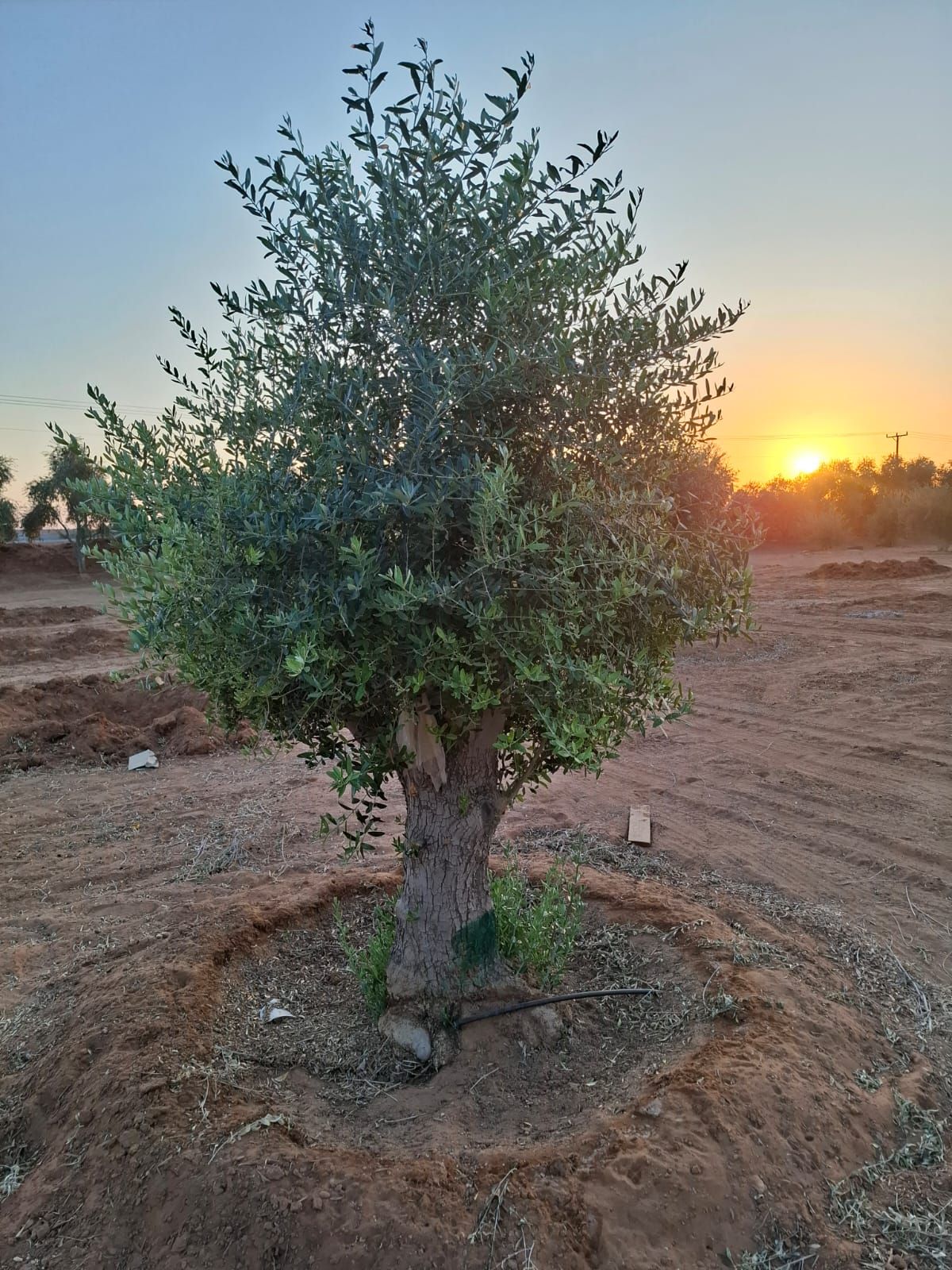 يوجد الدنيا زيتون بجميع أنواعها كبار وسط سغار