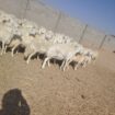 غنم للبيع حريات مقنوي حرش