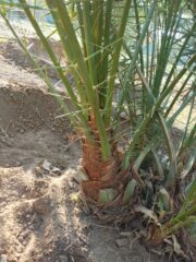 a0a1984a-ebde-4cba-8146-758fba975eae