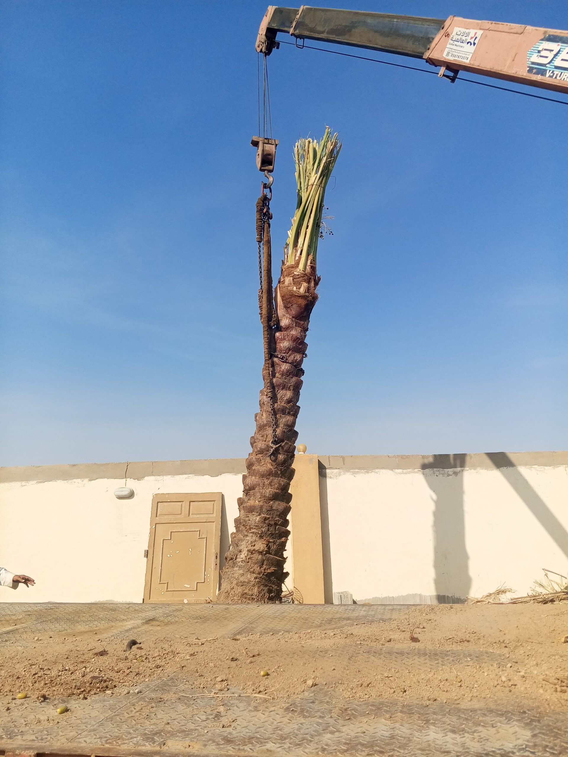 نخل الرياض واشنطني زينه امريكي ابومروحه درجه اولى