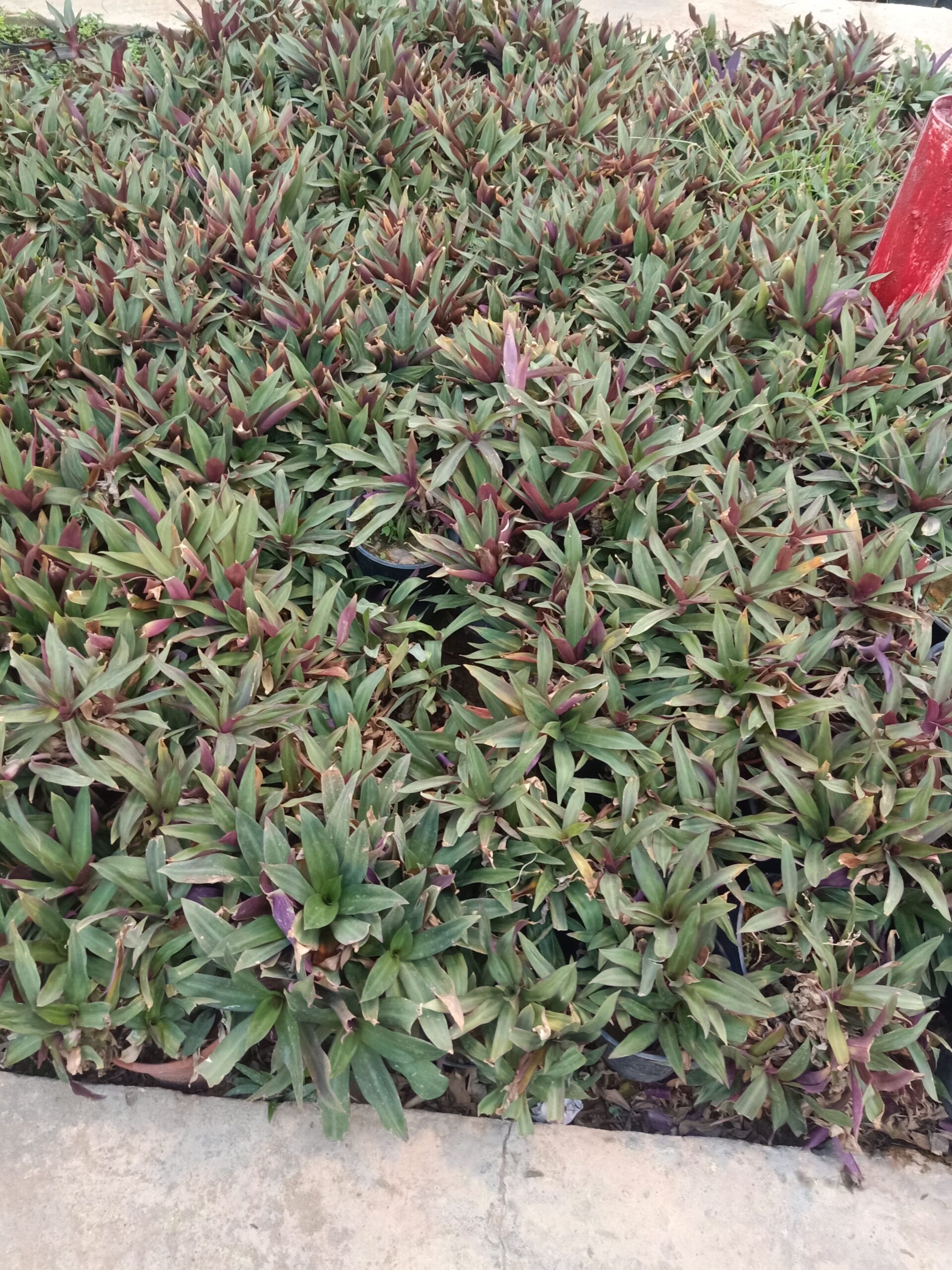 مشتل زراعي حي الملقا طريق الملك سلمان