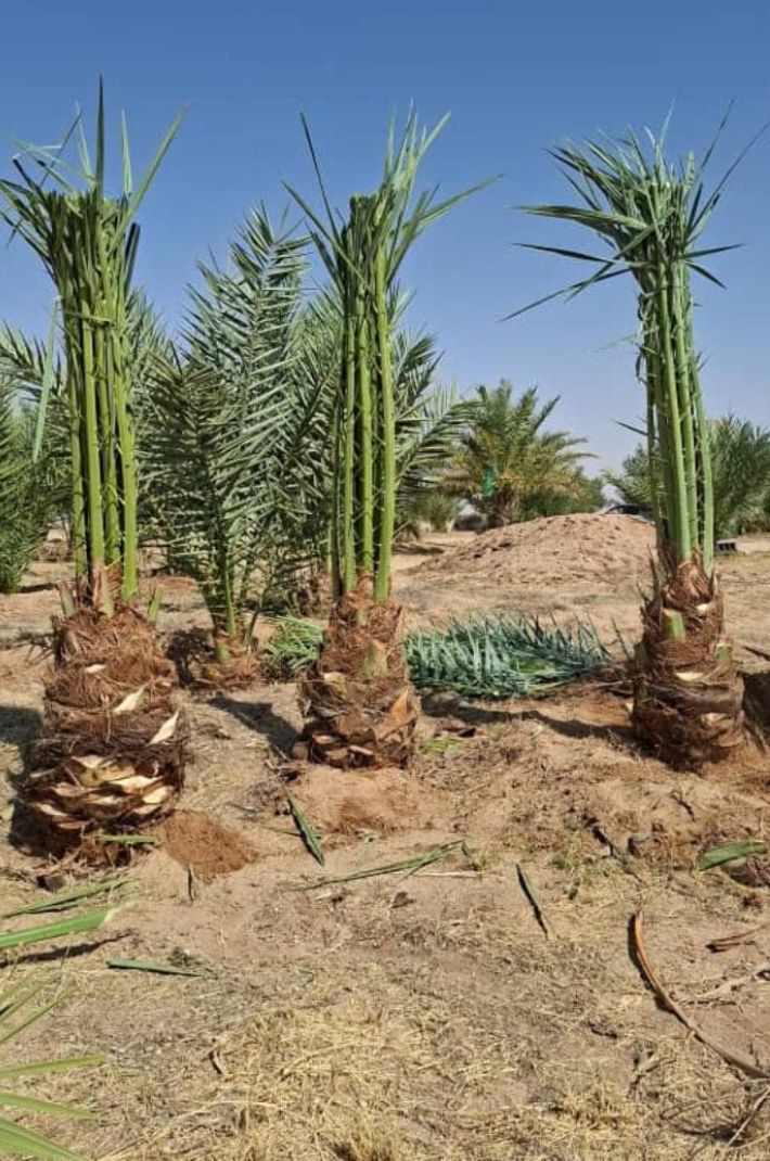 نخل للبيع جده مكه