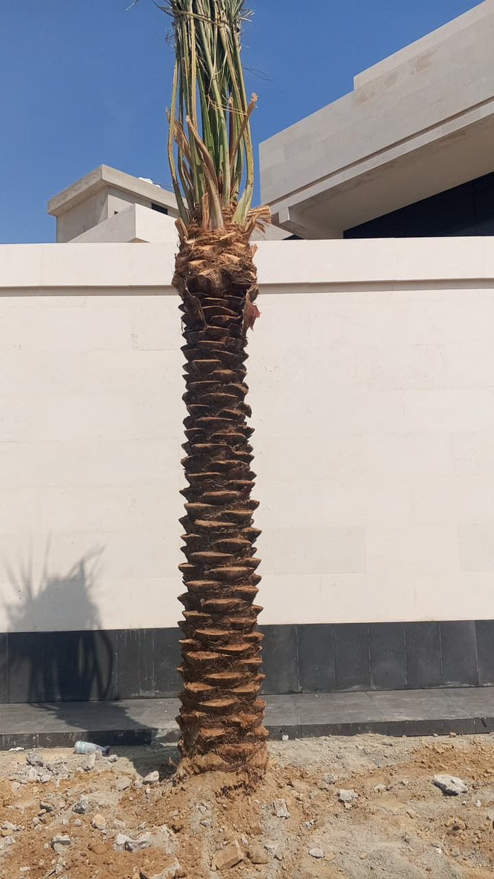 نخل الرياض واشنطني زينه امريكي ابومروحه درجه اولى