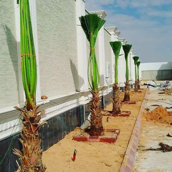 نخل للبيع بجميع انواعه وكافت مقاساته المختلفة وقسم