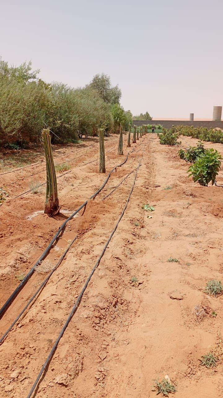 يوجد لدينا نخيل عربي جميع انوايع متوفره وجميع المق