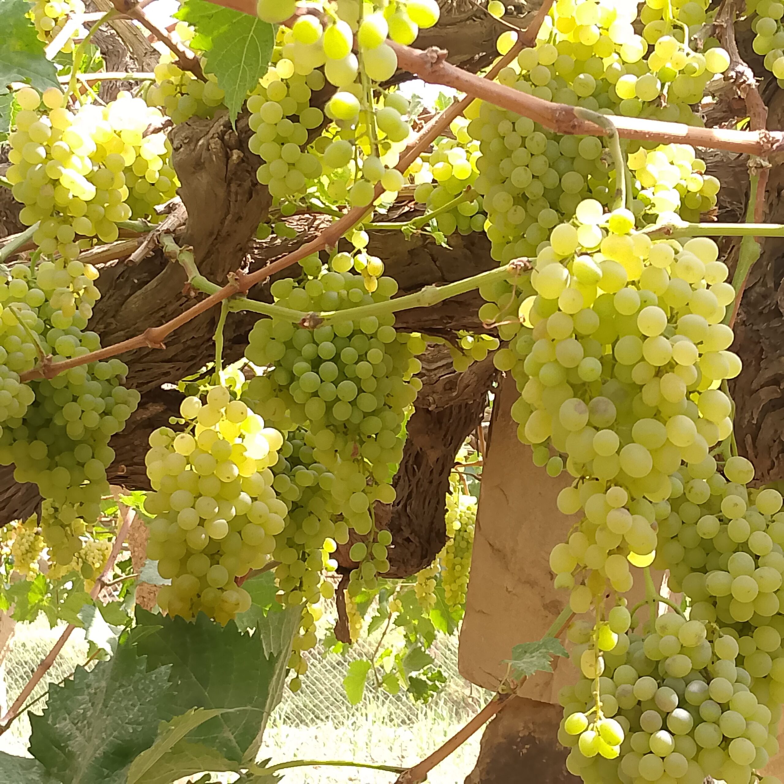 الطايف الهداء -حايل+بني سعد-جيزان