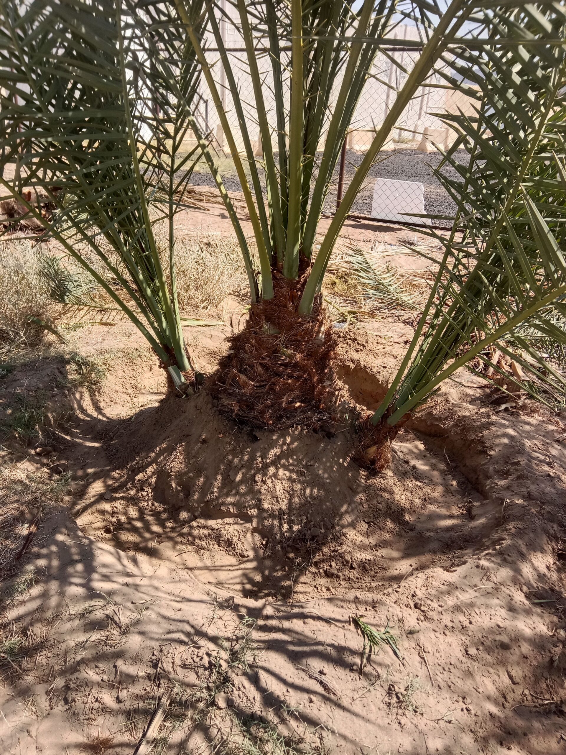 حبونا المنتشر