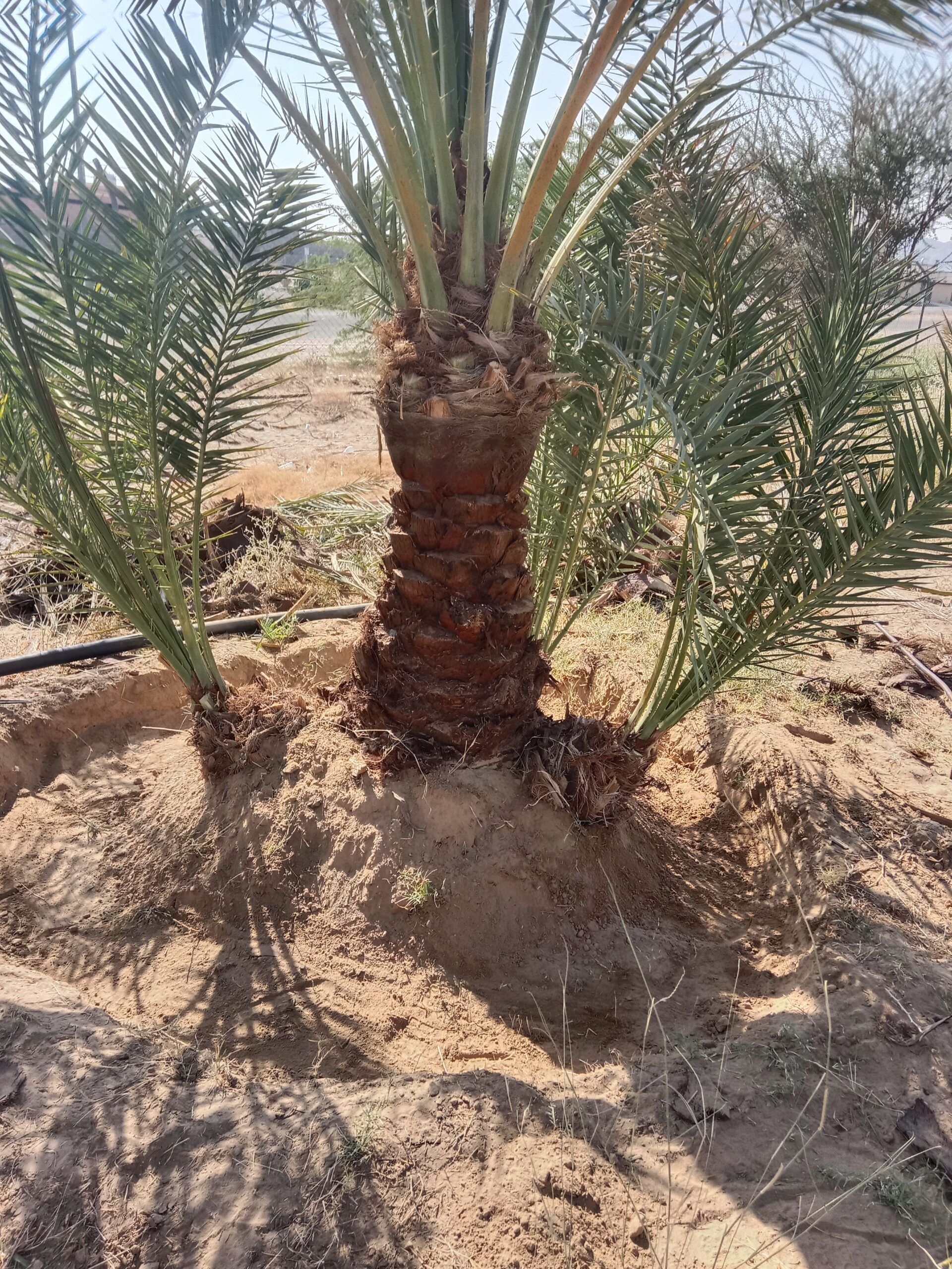 حبونا المنتشر