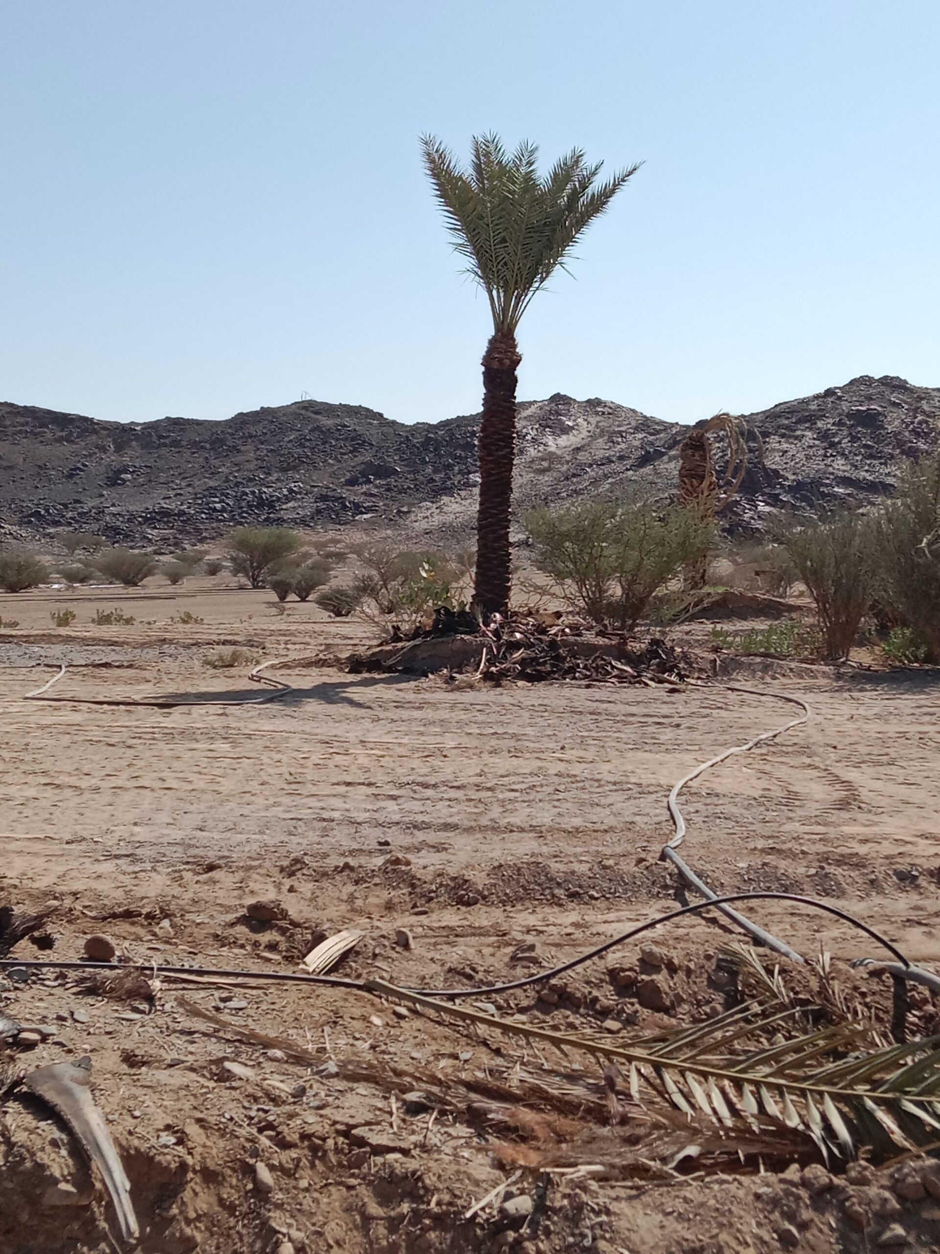 حبونا المنتشر