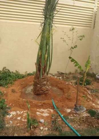 نخيل عربي جميع المقسات متوفره
