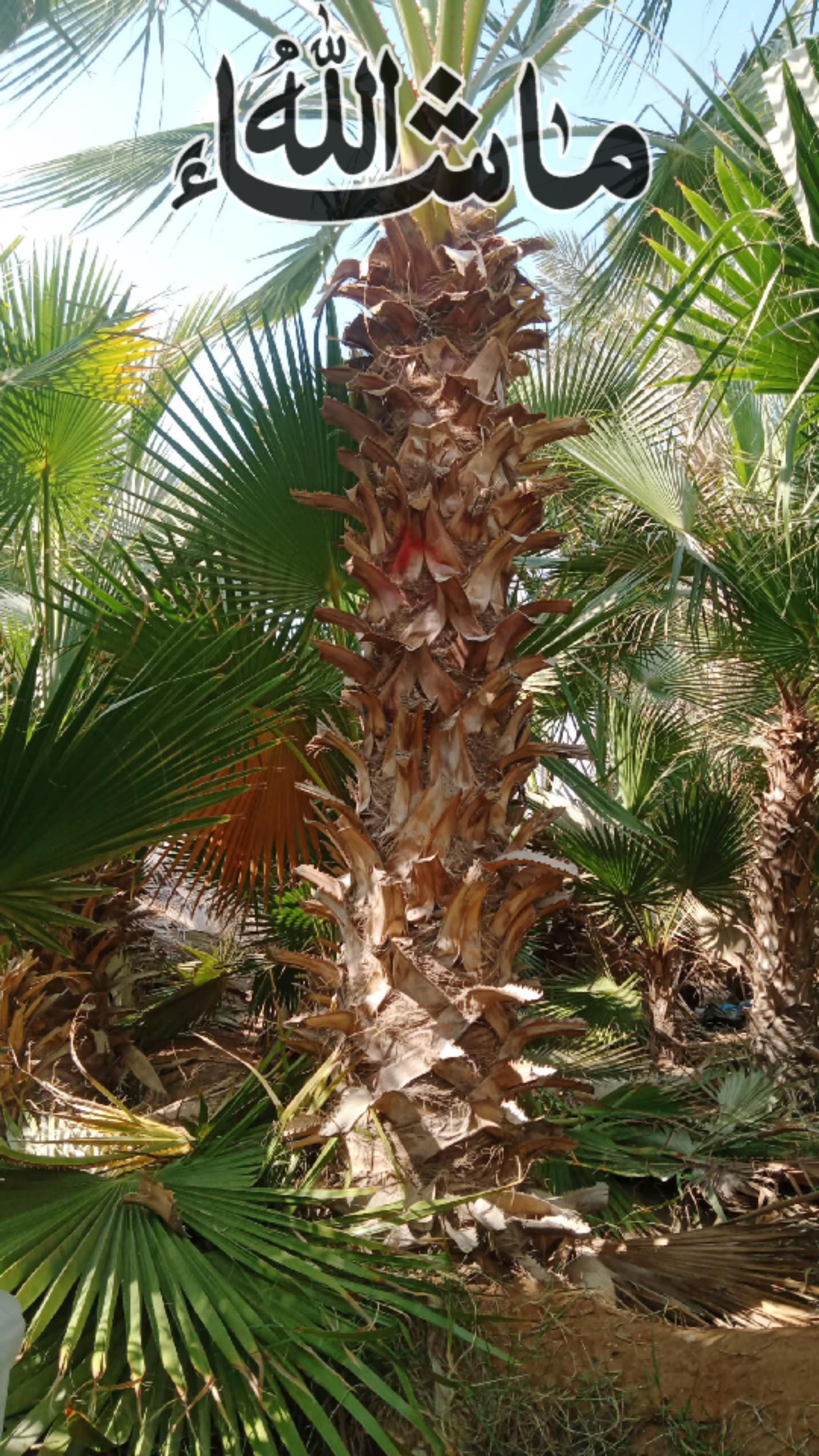 يوجد لدينا نخل وشنطني زينه البيع جميع المقاسات وبس