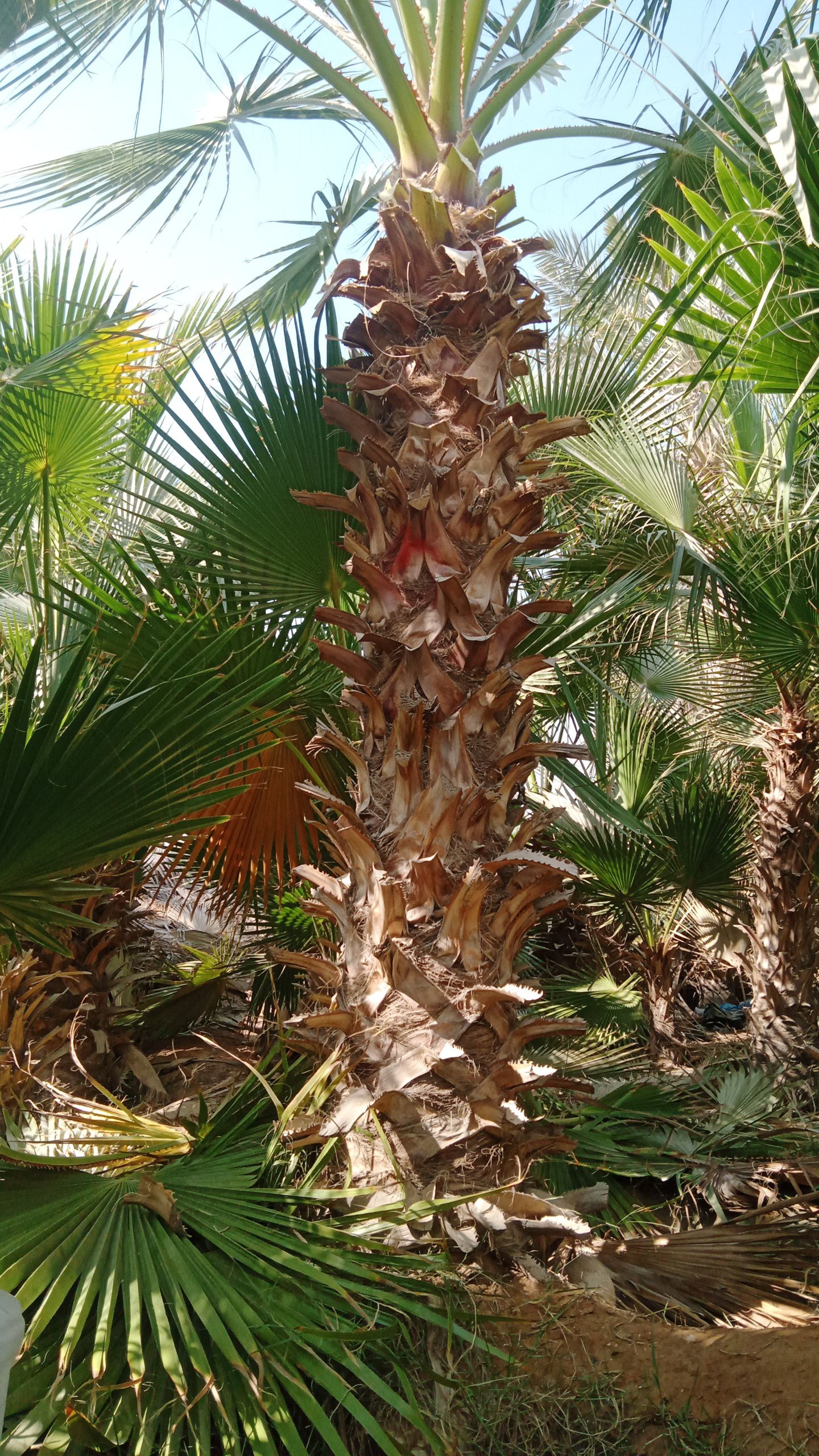 يوجد لدينا نخل وشنطني زينه البيع جميع المقاسات وبس