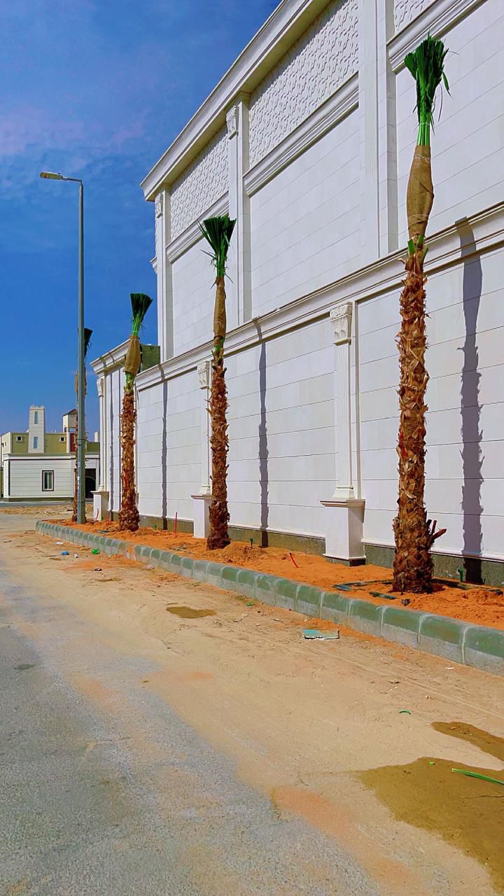 نخل واشنطن زينه أمريكي للبيع 0537883348