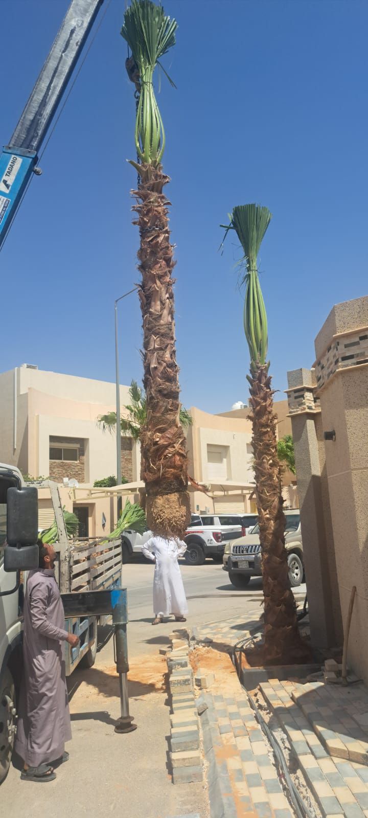 نخل واشنطن زينه أمريكي للبيع