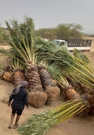 ابو سالم لجميع انوعا انخيل العربي ووشنطني الجوال 0