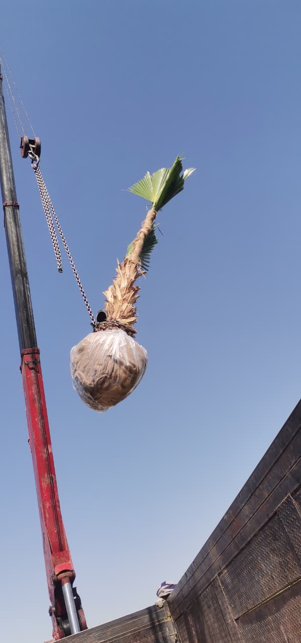 نخل للبيع بجميع انواعه وكافت مقاساته المختلفة وقسم