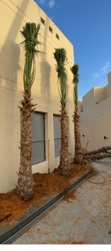 ابو سالم لجميع انوعا انخيل العربي ووشنطني الجوال 0