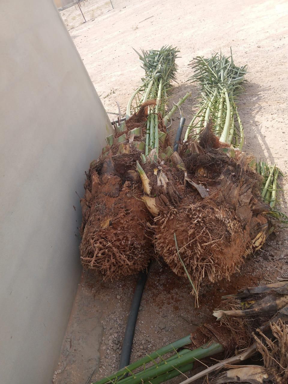 نخل وشنطونيا لزينت القصور والفلل والاستراحات والبي