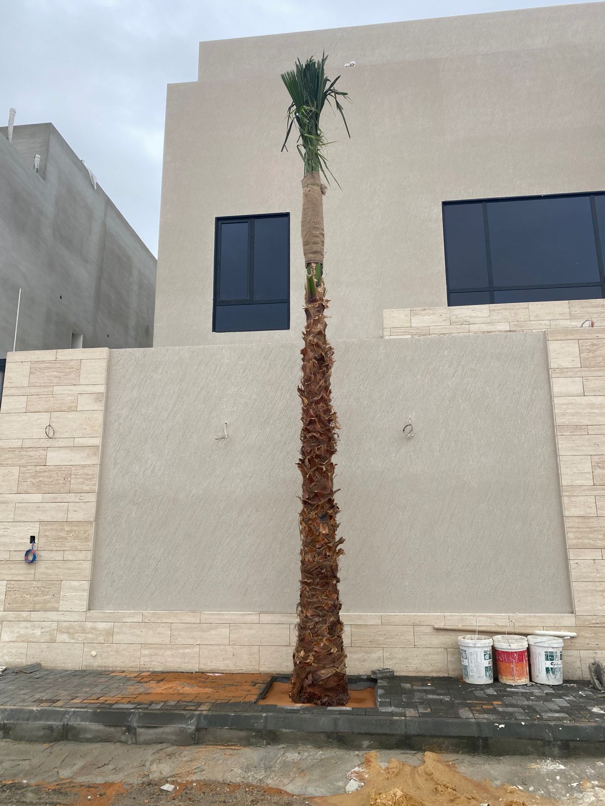 نخل واشنطن زينه أمريكي للبيع 0537883348