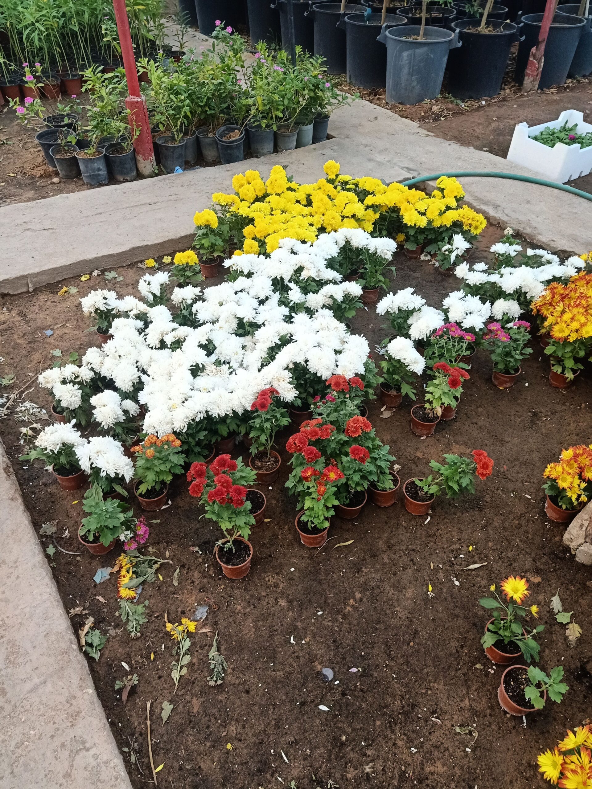 مشتل زراعي حي الملقا طريق الملك سلمان