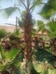 يوجد لدينا نخل وشنطني زينه البيع جميع المقاسات وبس