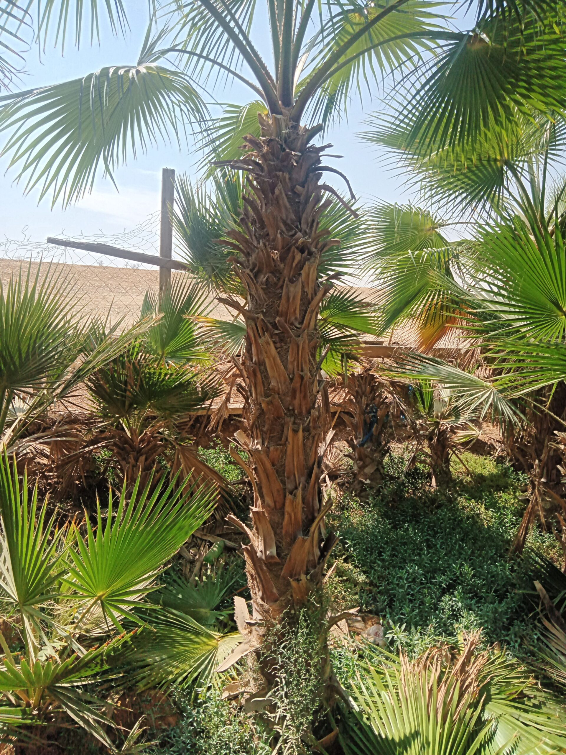 يوجد لدينا نخل وشنطني زينه البيع جميع المقاسات وبس