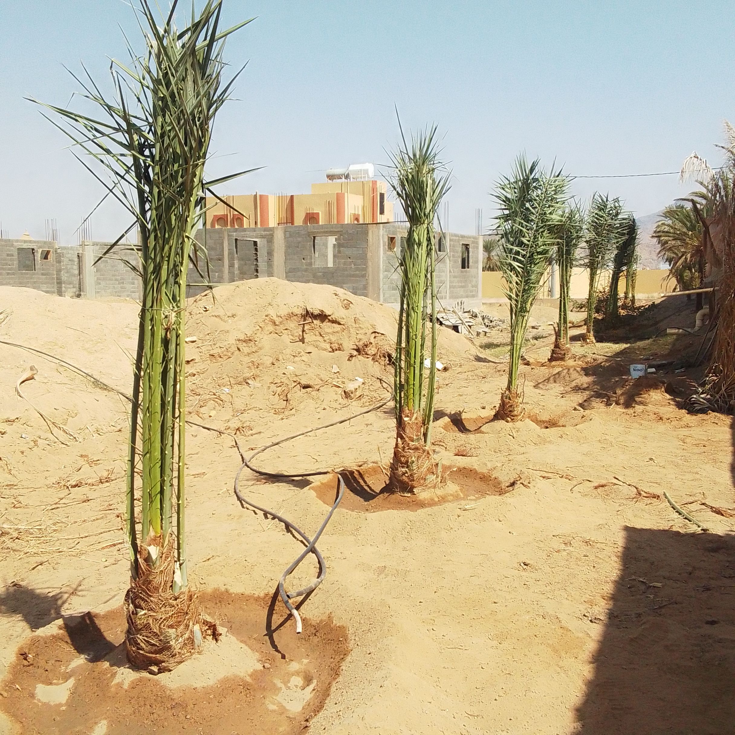 نجران الجربه