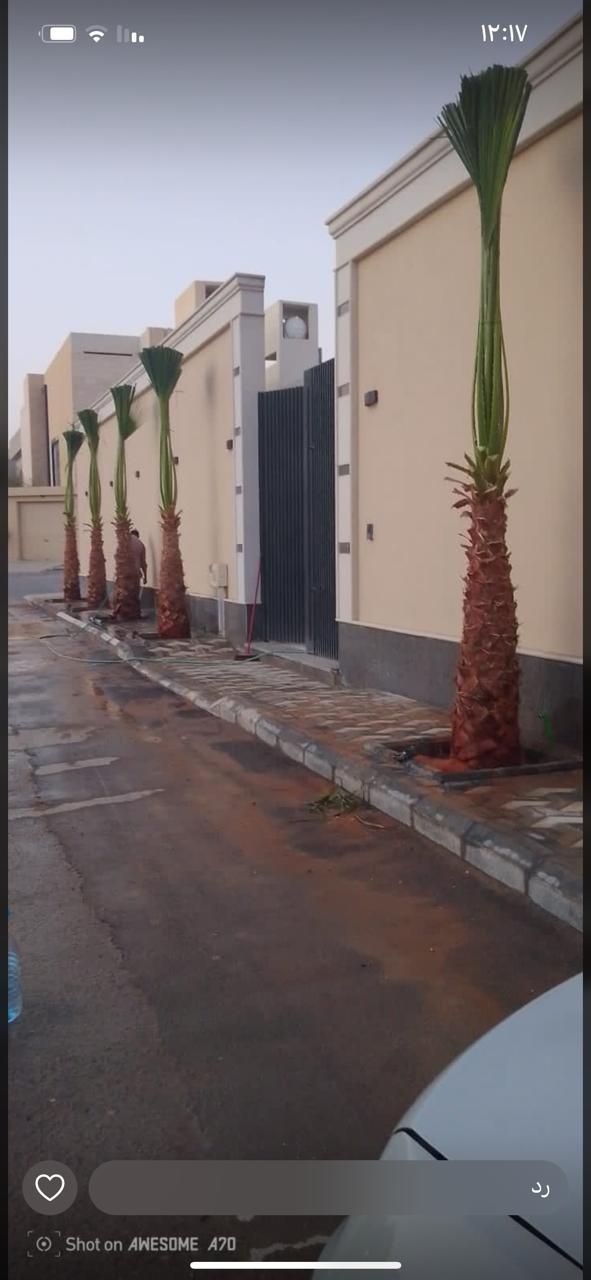 نخل واشنطن زينه أمريكي للبيع