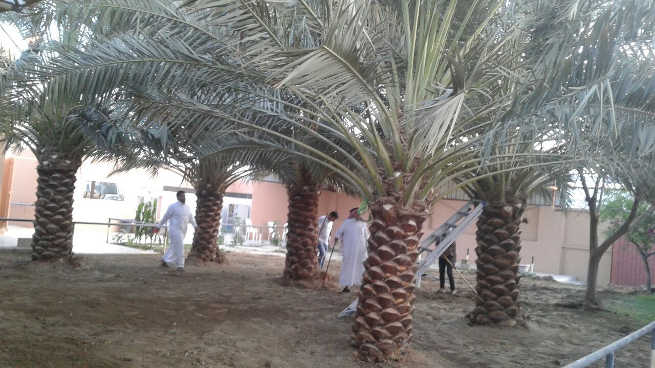 ابو سالم لجميع انوع انخيل لتوريد وزراع