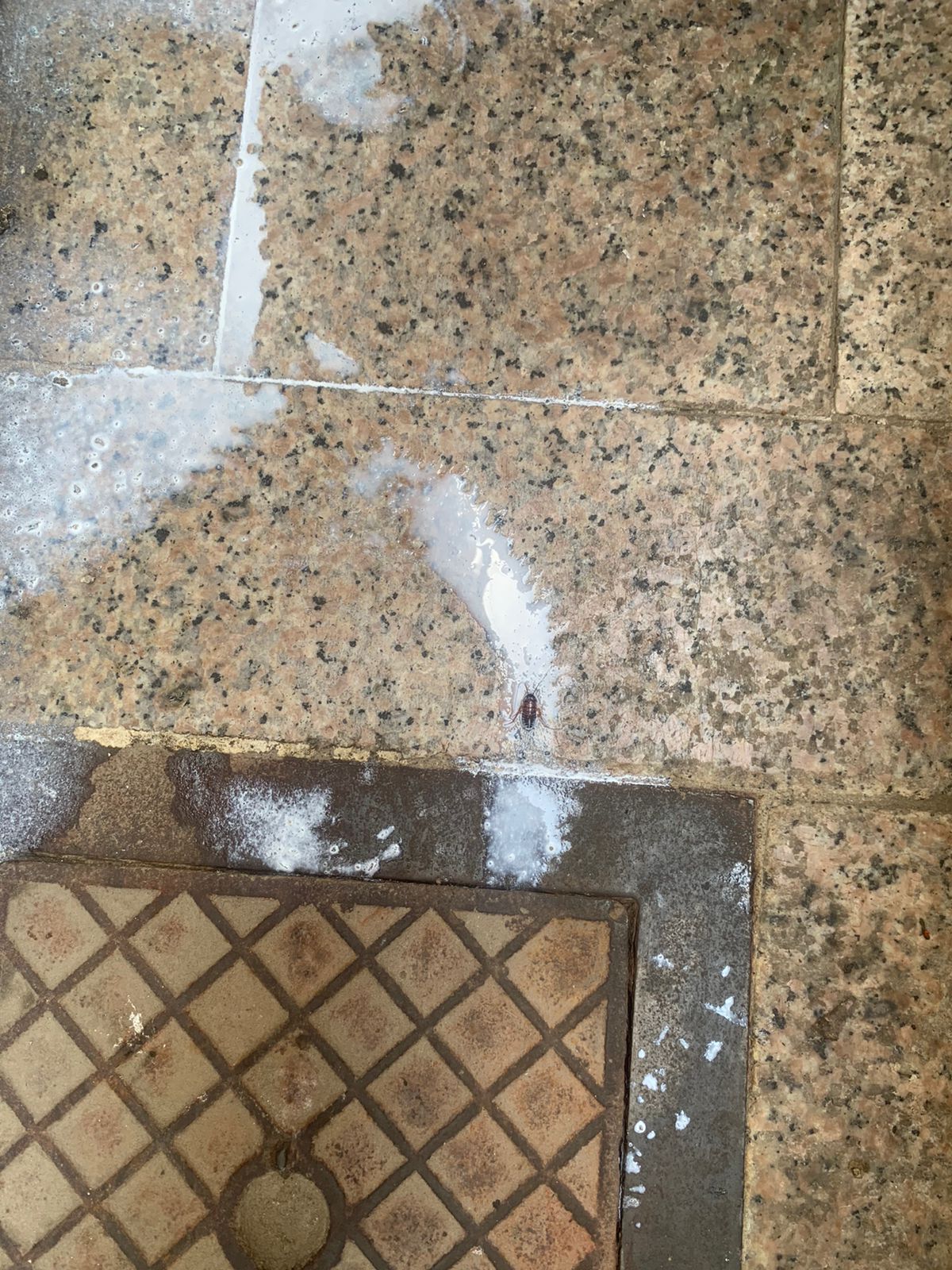 شركة مكافحة حشرات بمكة