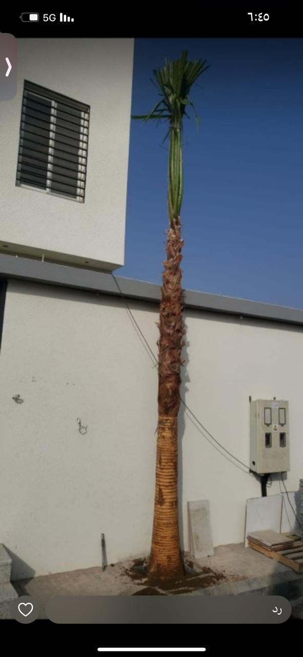 نخل واشنطن زينه أمريكي للبيع