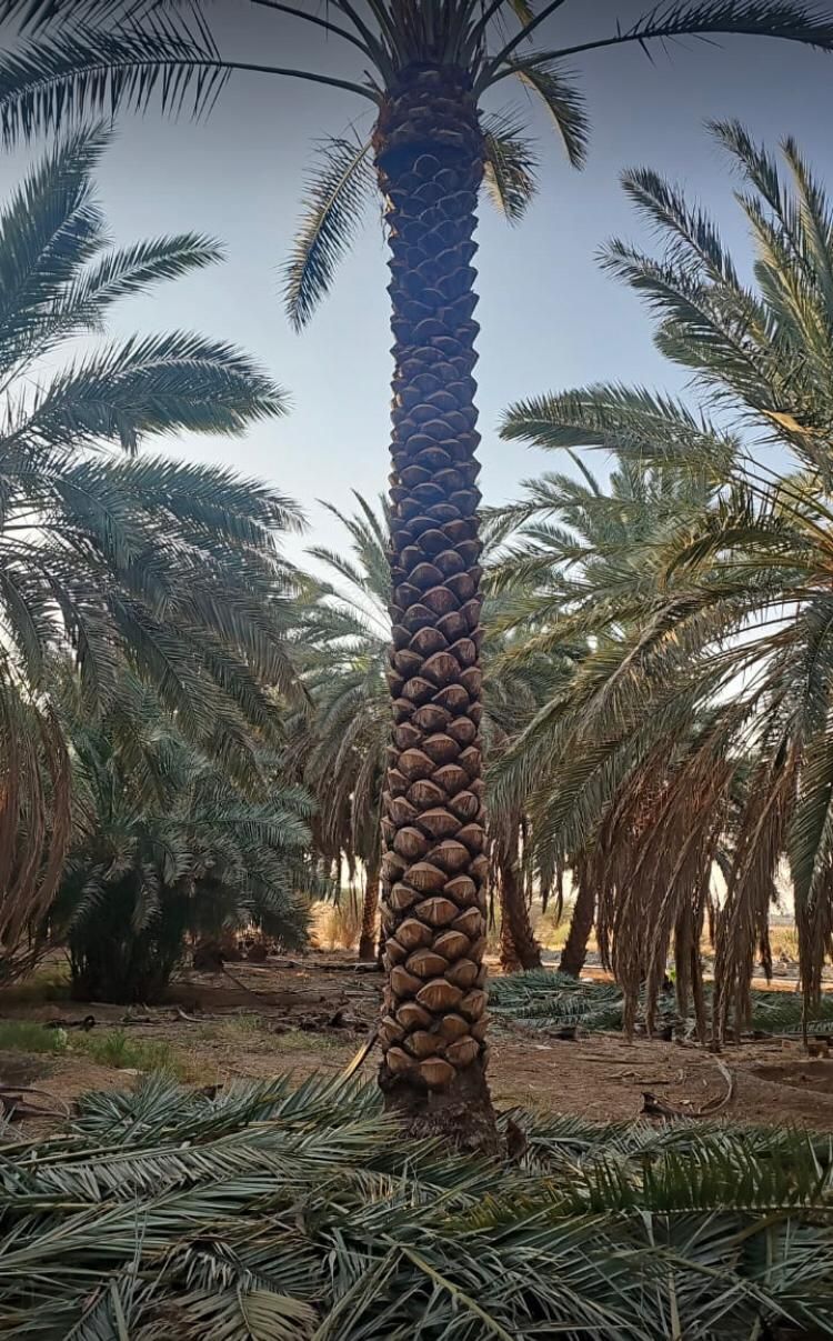 نخل الرياض واشنطني زينه امريكي ابومروحه درجه اولى