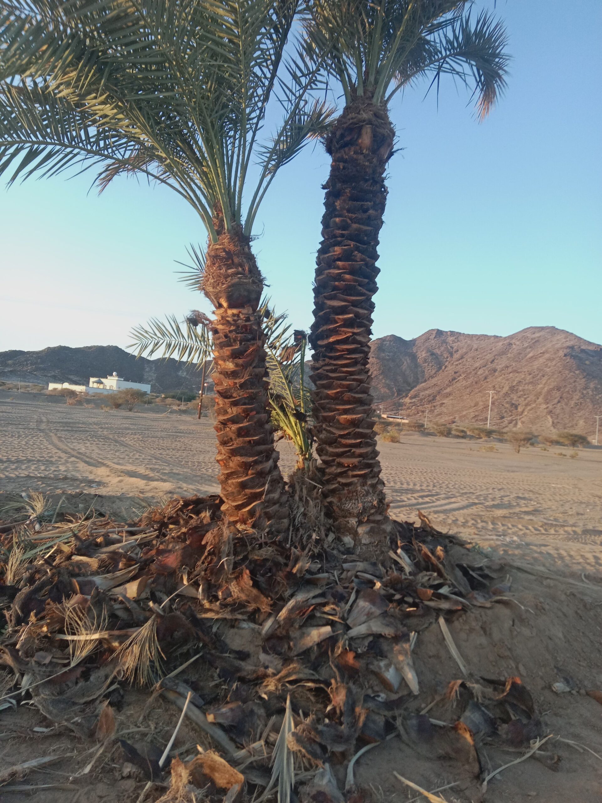 حبونا المنتشر