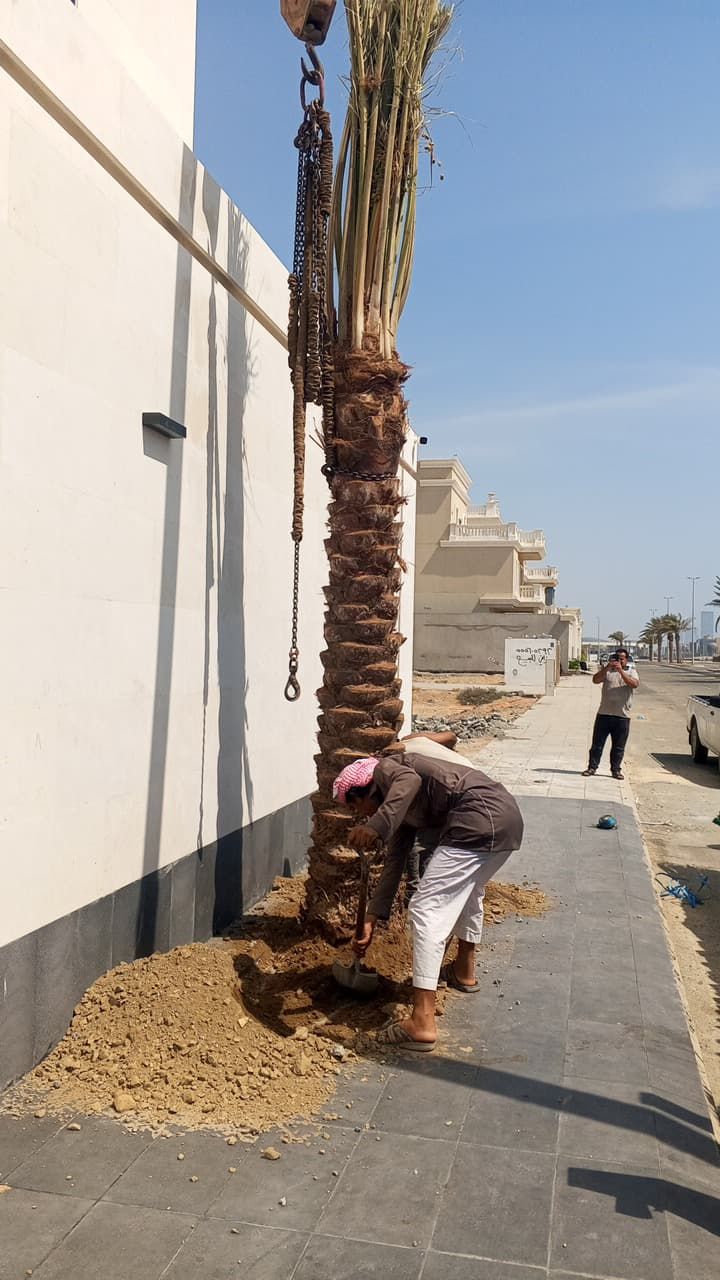 نخل الرياض واشنطني زينه امريكي ابومروحه درجه اولى