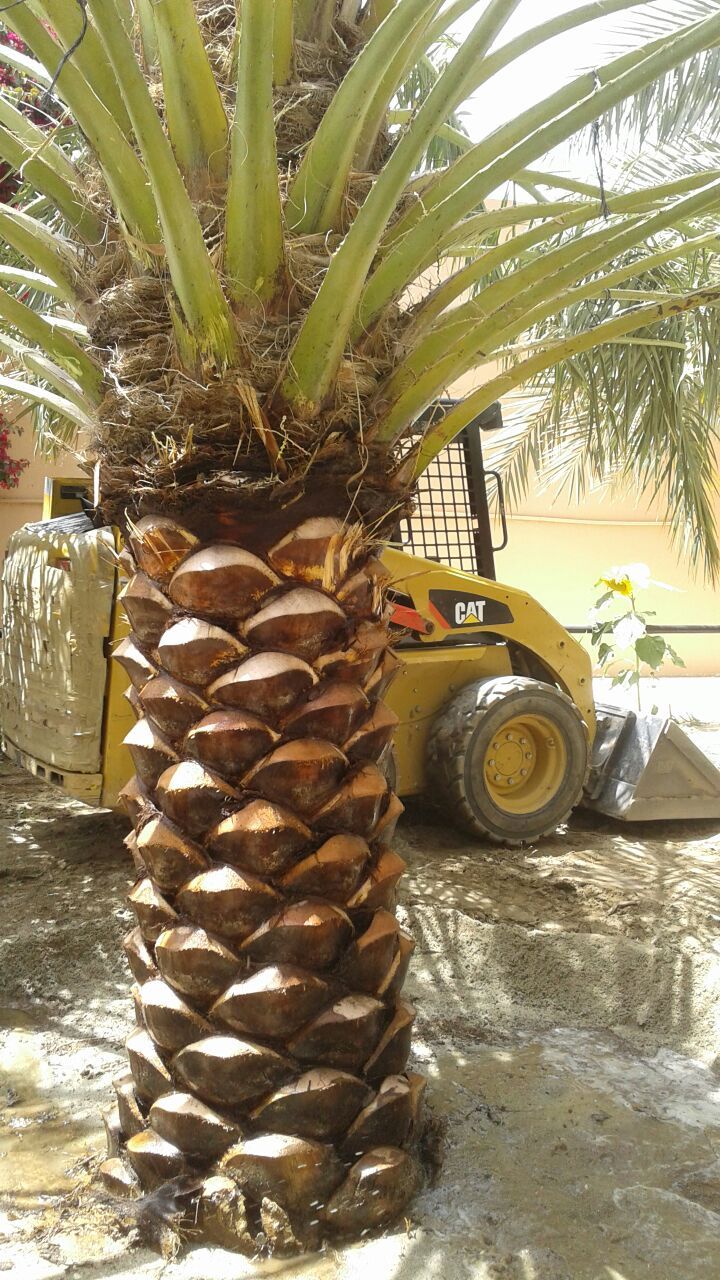 ابو سالم لجميع انوع انخيل لتوريد وزراع