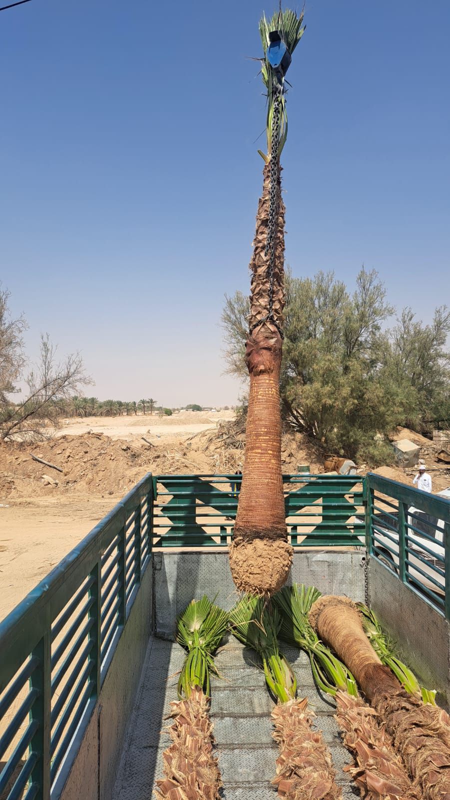 نخل واشنطن زينه أمريكي للبيع