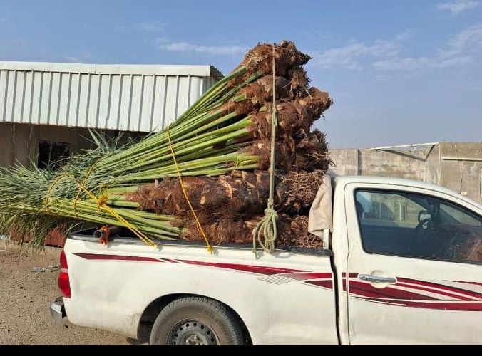 نخل للبيع جده مكه