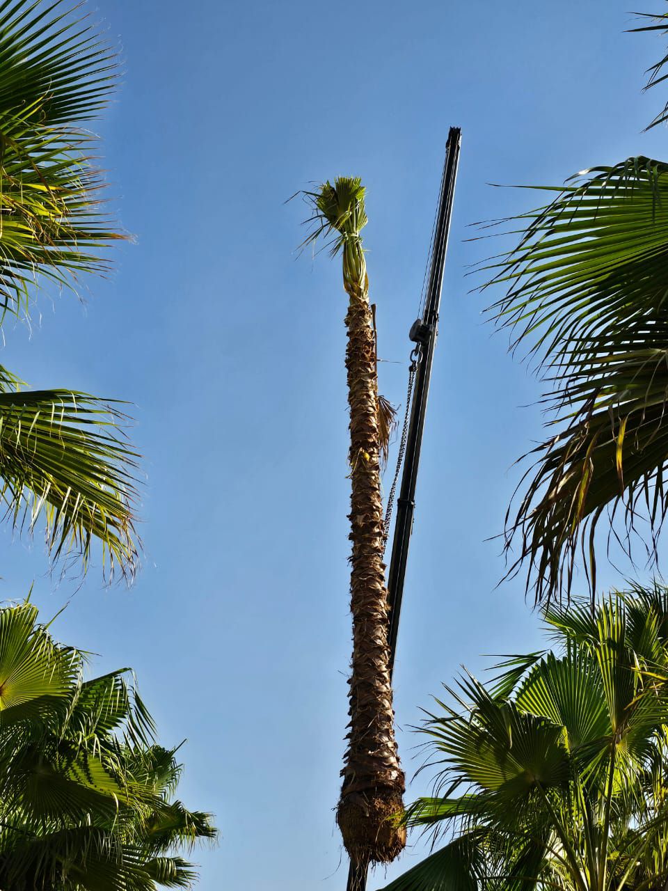 نخل واشنطن زينه أمريكي للبيع