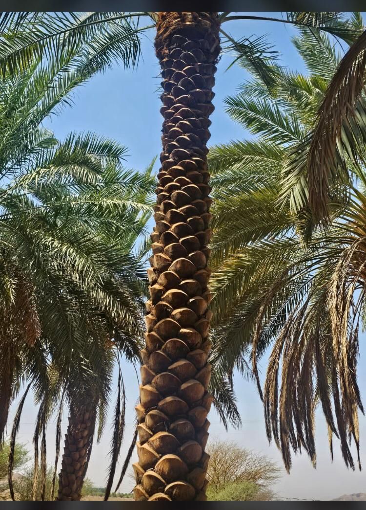 نخل الرياض واشنطني زينه امريكي ابومروحه درجه اولى