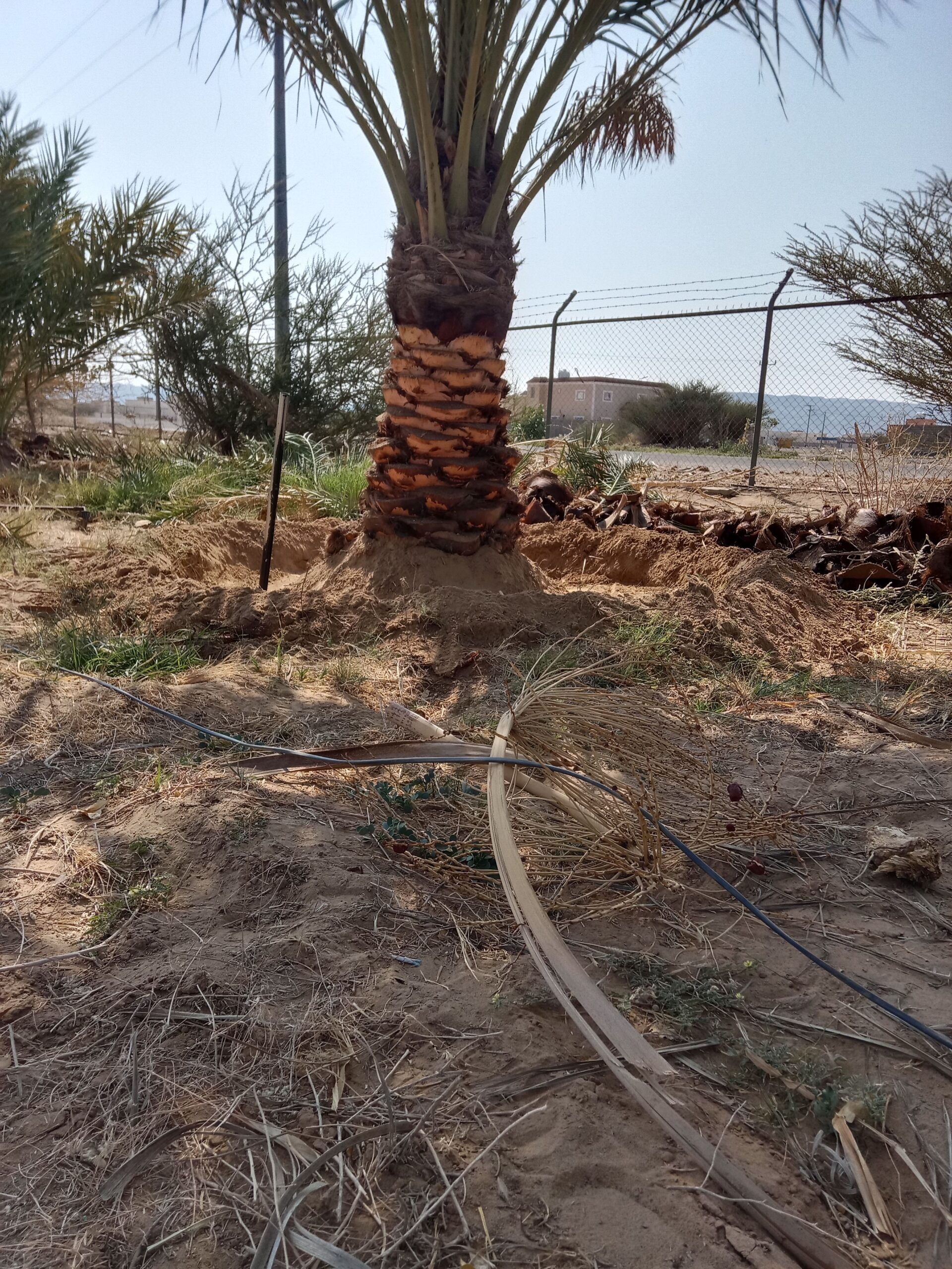 حبونا المنتشر