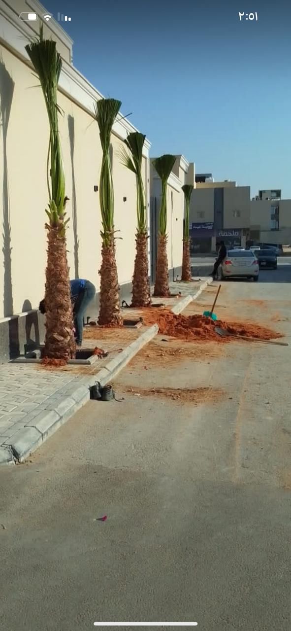 نخل واشنطن زينه أمريكي للبيع