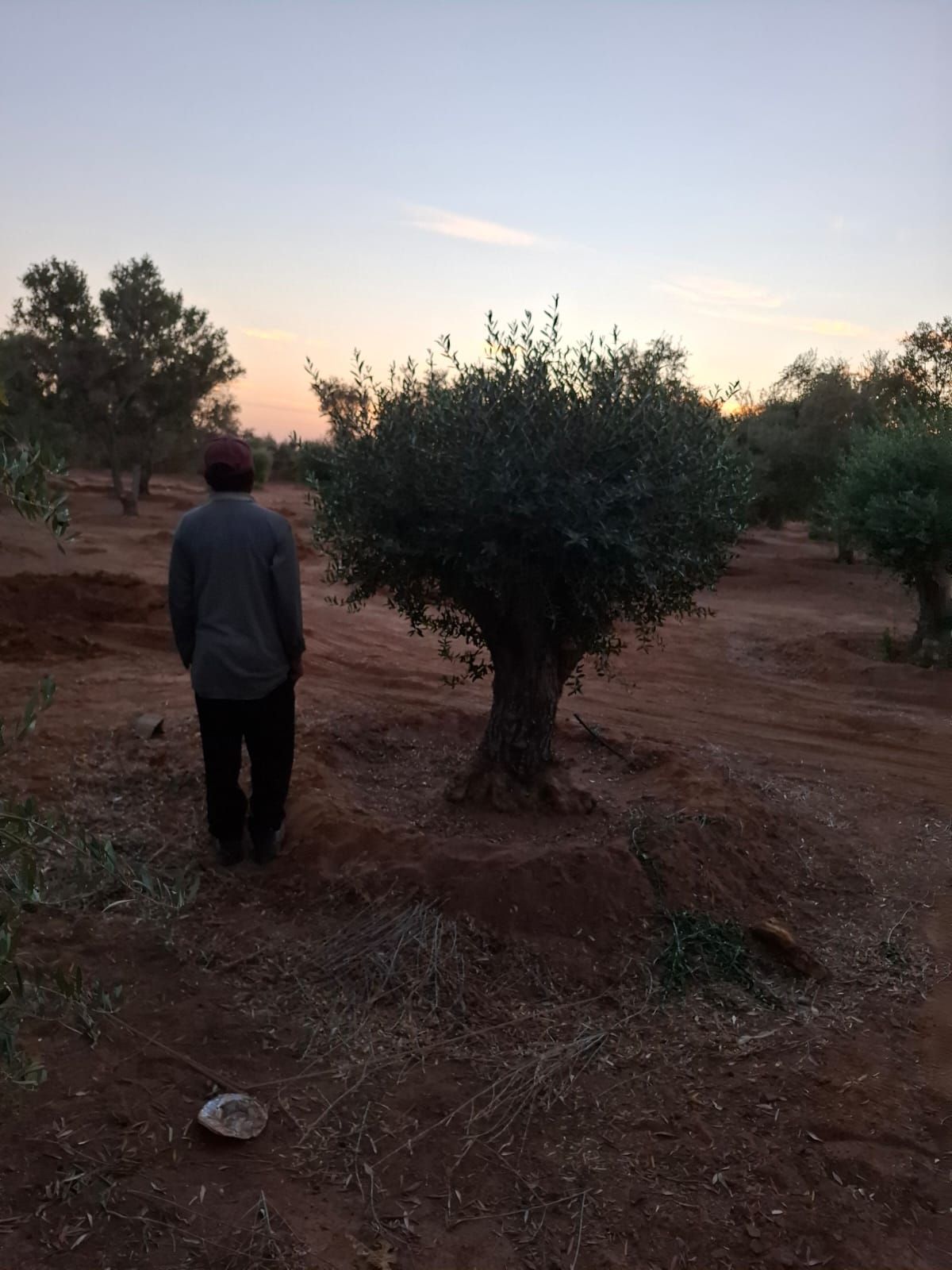 يوجد الدنيا زيتون بجميع أنواعها كبار وسط سغار حياك