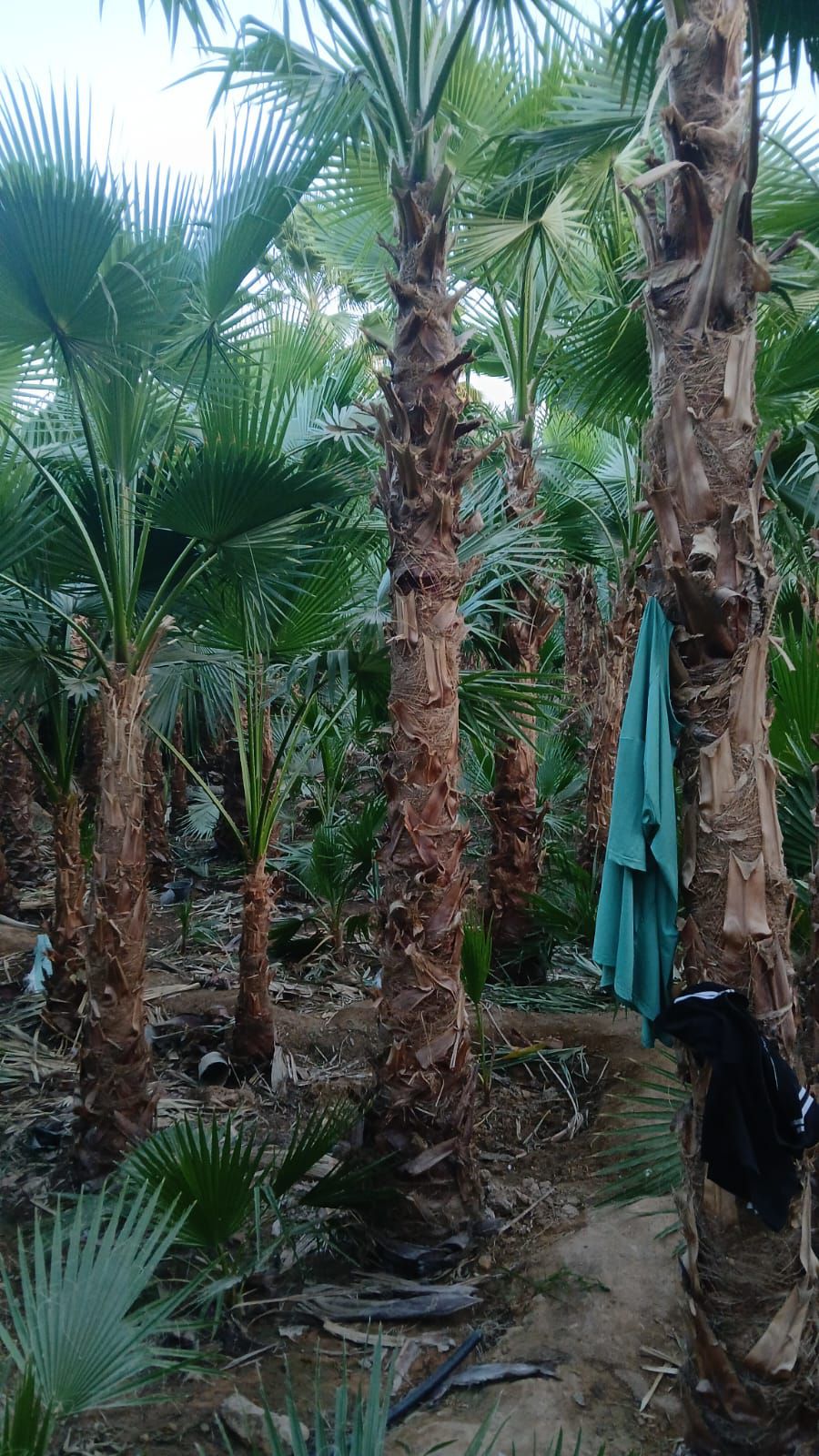 نخل وشنطونيا لزينت القصور والفلل والاستراحات والبي