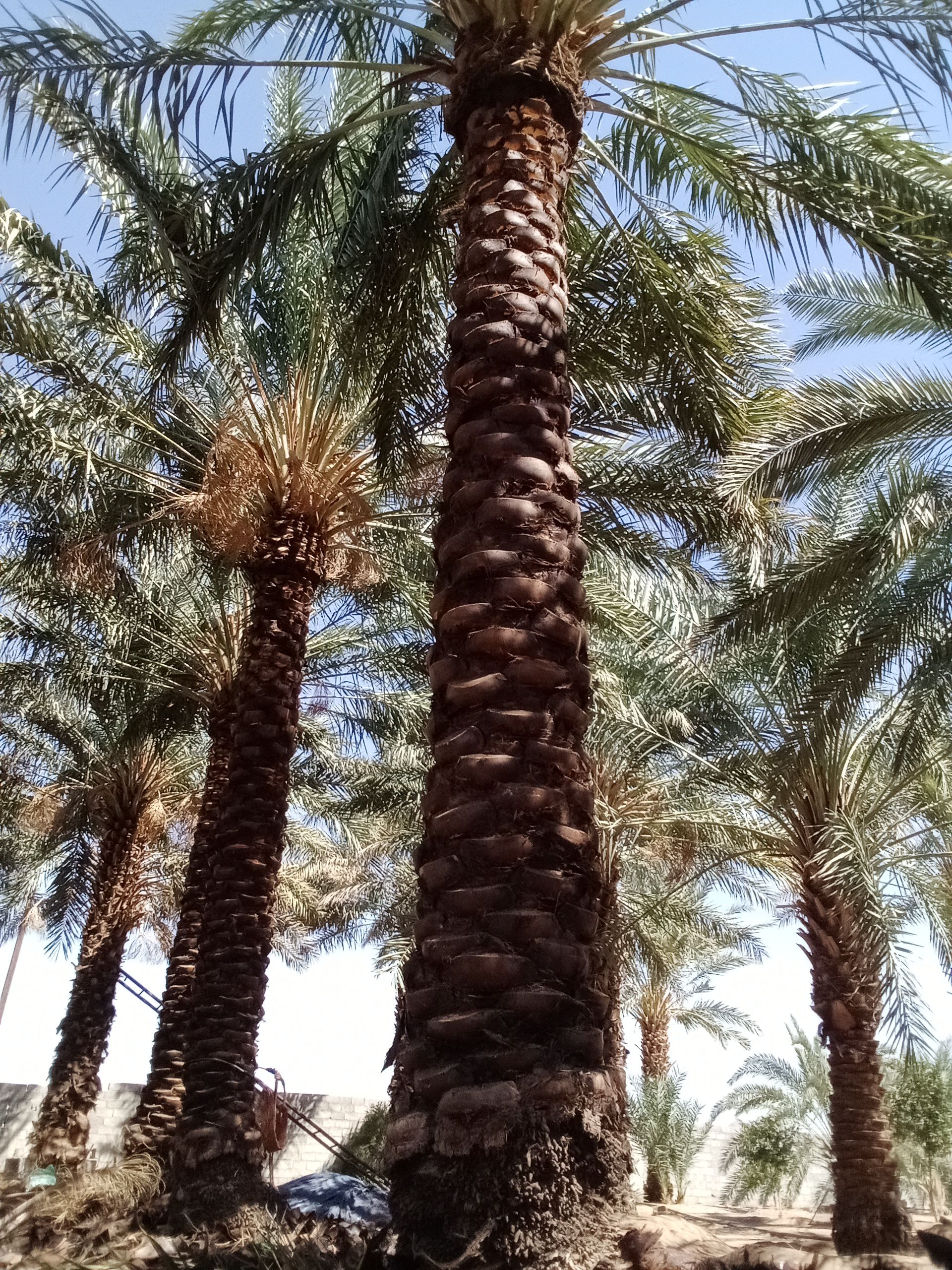 حبونا المنتشر