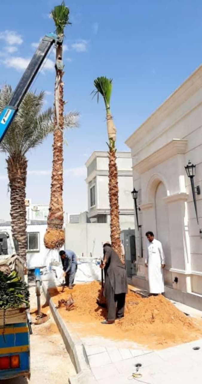 نخل وشنطونيا لزينت القصور والفلل والاستراحات والبي