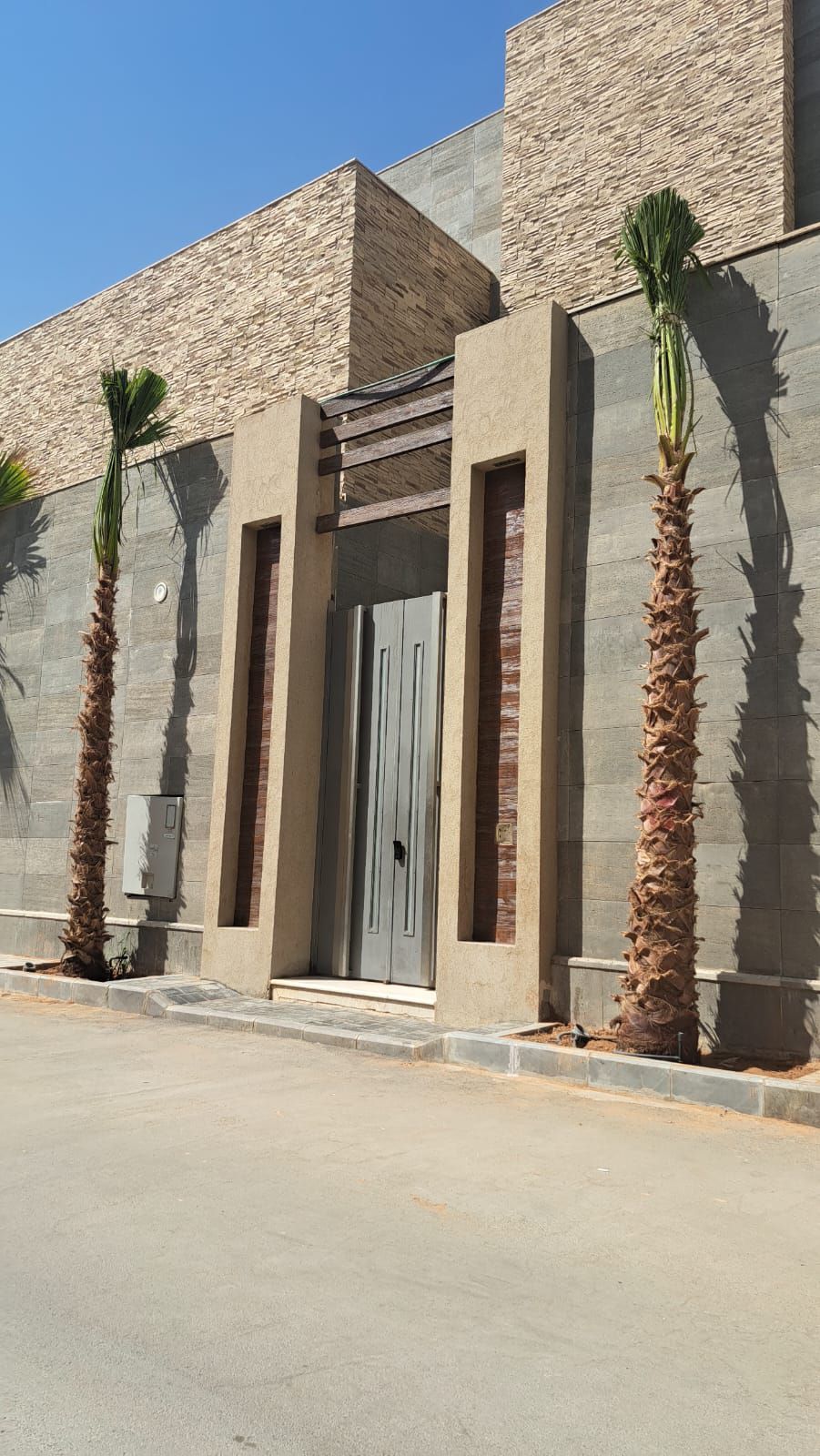 نخل واشنطن زينه أمريكي للبيع